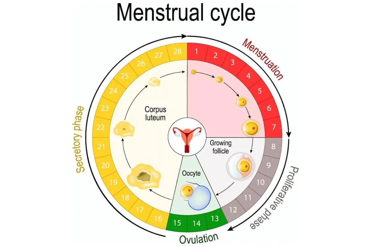 Siklus Menstruasi