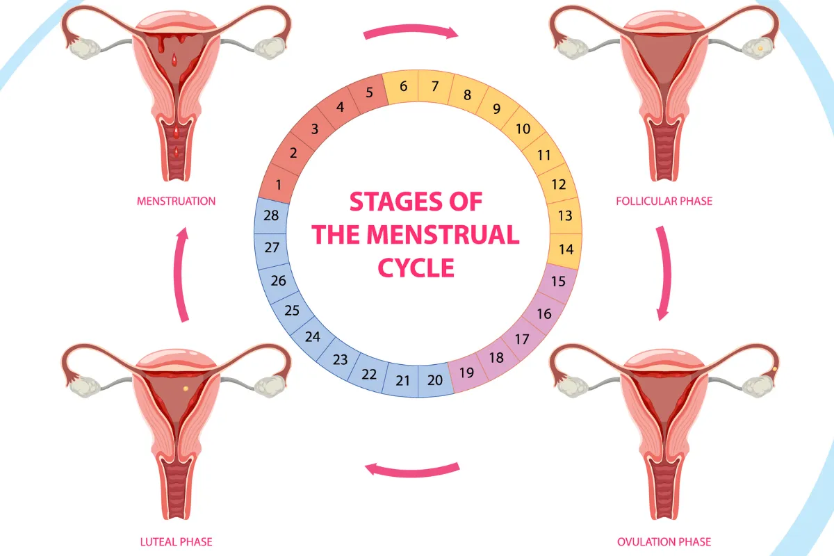 Siklus Menstruasi