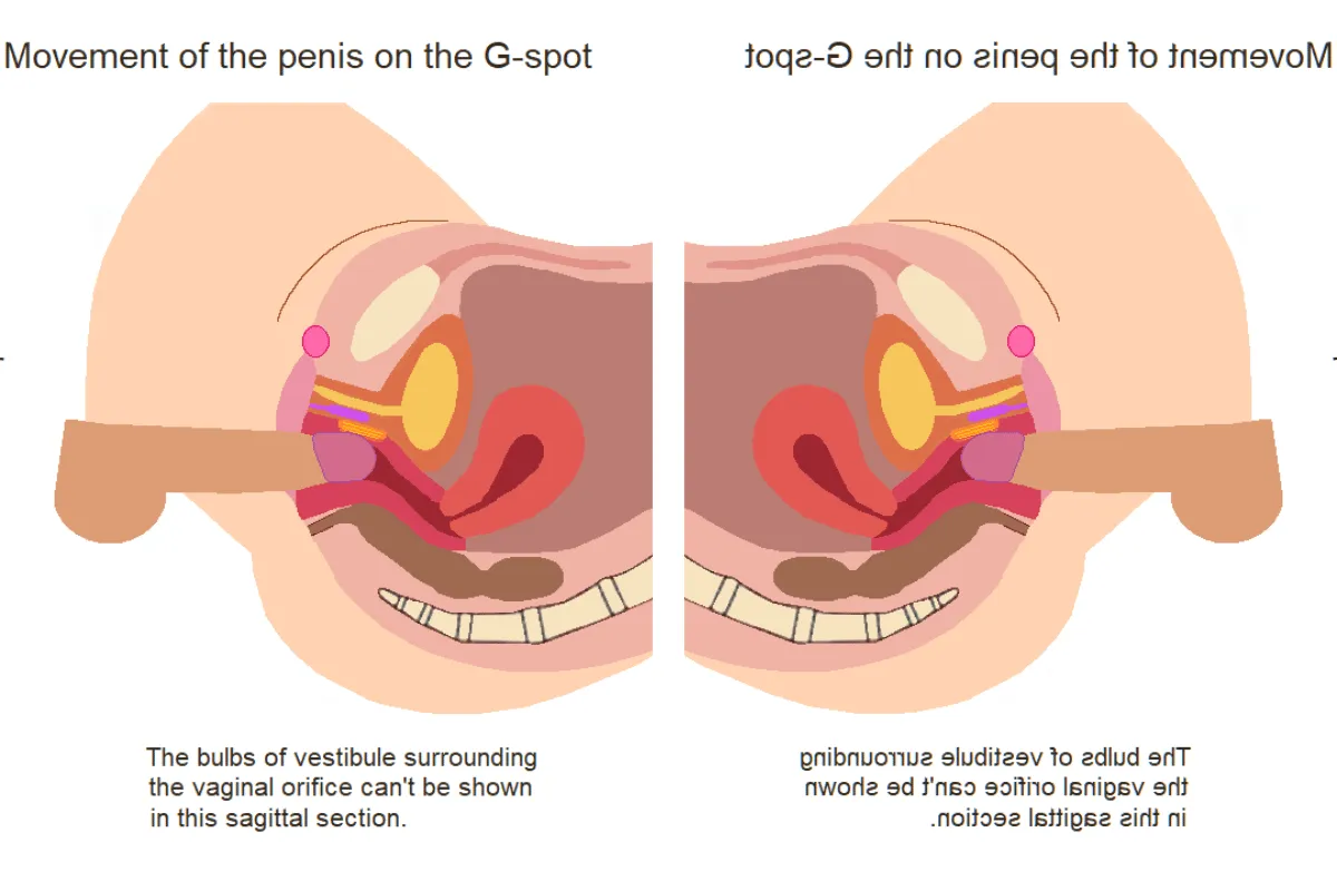  G-spot.